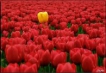   - PLD Travel